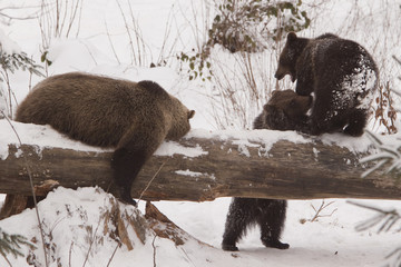 orso con cuccioli