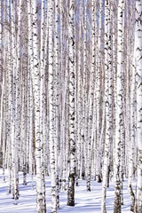 Fotobehang Winterberkenbos - winterse sereniteit. Ideaal geschikt voor kalenders © Nobilior