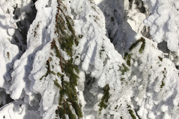 snow covered pinetree, wintertime