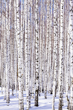 Fototapeta Winter birch forest - winter serenity. Ideally suits for calenda