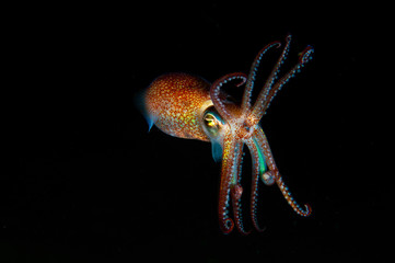 octopus © foppen