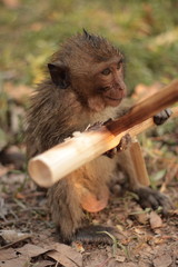 Baby monkey eating
