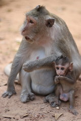 Monkeys mother and baby