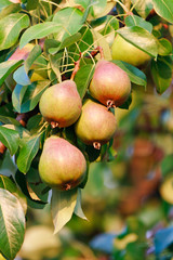 Bunch of ripening pears on tree branch in orchard