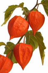 Physalis, isolated