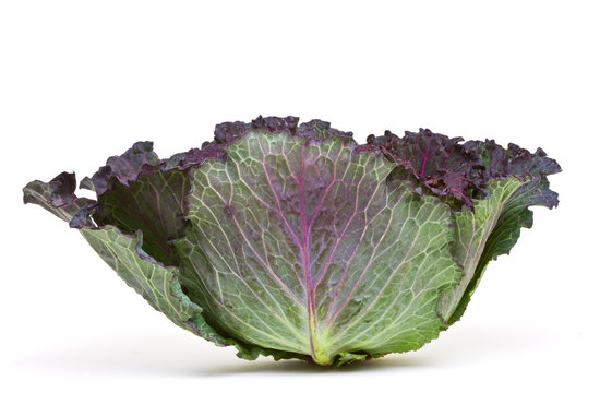 january king cabbage