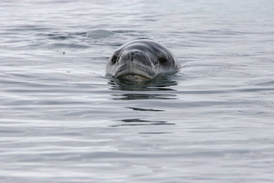 Gefahr aus der Tiefe