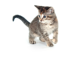 Tabby kitten on hind legs