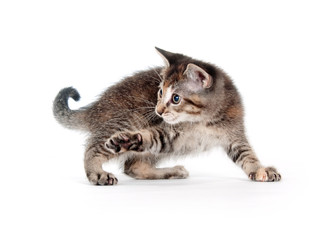 Tabby kitten on hind legs