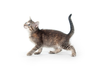 Tabby kitten on hind legs