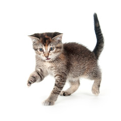 Obraz premium Tabby kitten on hind legs