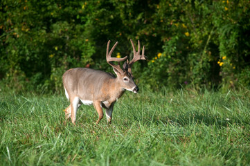Naklejka na ściany i meble white-tailed deer buck with velvet antlers