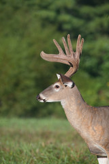 white-tailed deer buck with velvet antlers