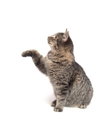 Fototapeta premium Cute tabby cat