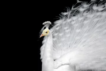 Foto op Plexiglas Pauw Witte pauw
