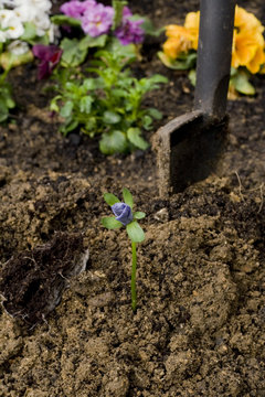 Pansy planting