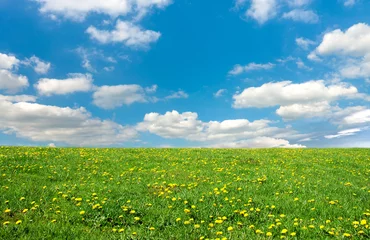 Foto auf Acrylglas Green meadow and sky,spring © majeczka