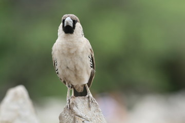 Oiseau tisserin