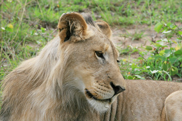 Lion