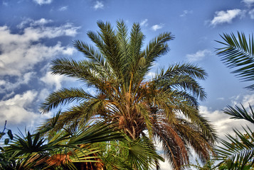 Fototapeta na wymiar Palma Arecaceae