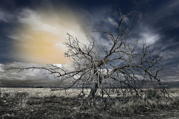 Árbol