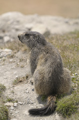 Marmota Blumenbach