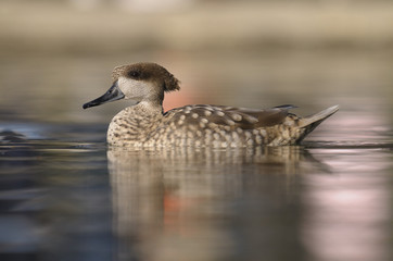 Wood Duck or Carolina Duck (Aix sponsa)