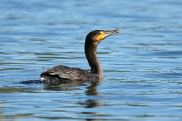 Fototapeta premium cormorant