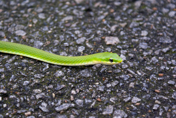 Garden Snake