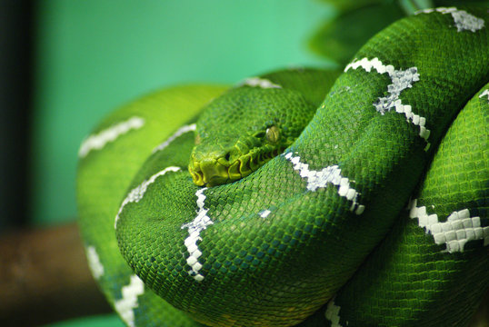 Green Tree Python