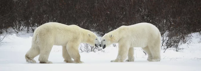 Foto auf Acrylglas Treffen von zwei Eisbären. © Uryadnikov Sergey