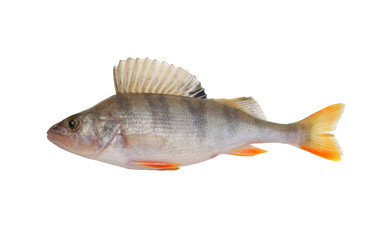 Perch fish isolated on white background
