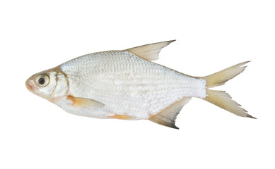 Bream fish isolated on white background