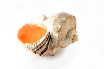 Sea cockleshell on a white background