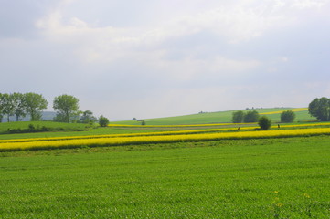 Obraz premium Pole rzepakowe