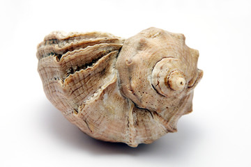 Sea cockleshell on a white background