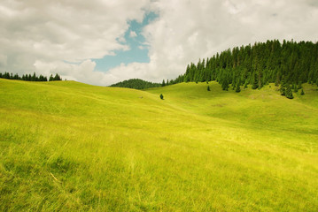 Beautiful alpine meadow with green grass