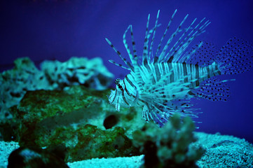 Lionfish