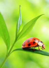 Obraz premium Ladybug on fresh green leaf.