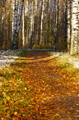 autumn birch road
