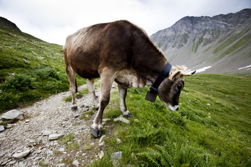 Fototapeta premium Cow