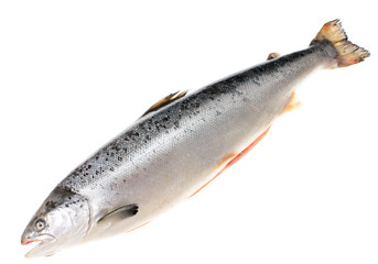 trout, isolated.