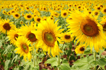 Obraz premium Sunflowers field