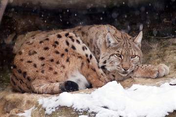 lince