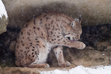 lince