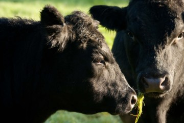Aberdeen Angus cows close up