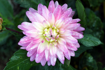 Fototapeta premium flower
