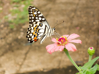 Fototapeta na wymiar Butterfly