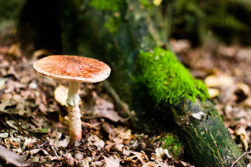mushroom