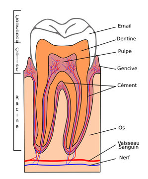 Section de dent